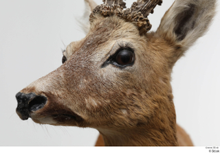 European roe deer head 0004.jpg